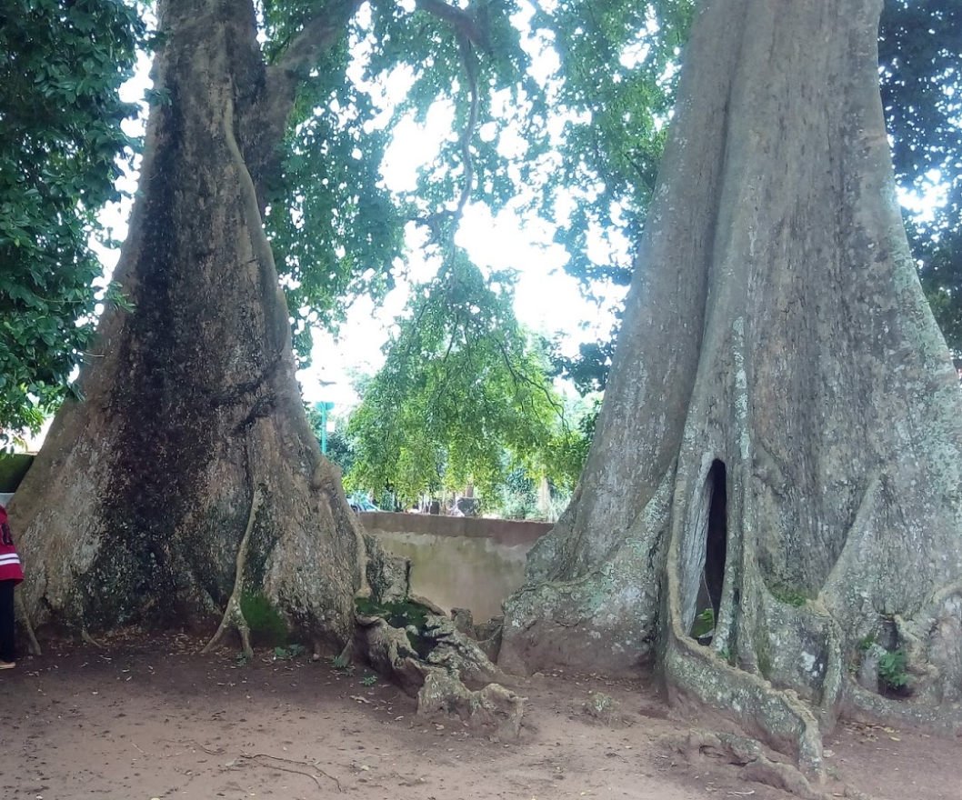 Agwuve Trinity Tree